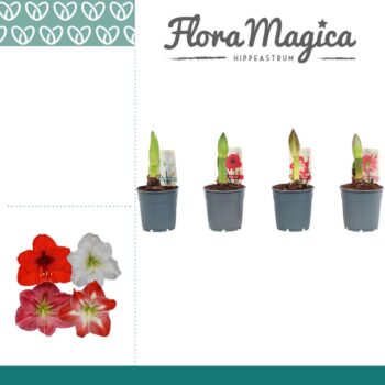 Hippeastrum Mix 1 Knop