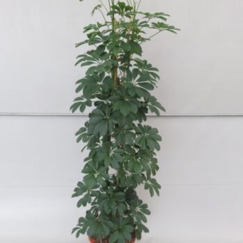 Schefflera Compacta