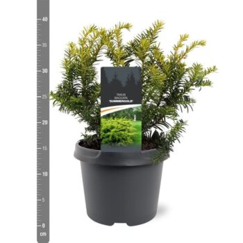 Taxus baccata 'Summergold'