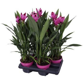 Curcuma Siam Splash 4+ bloom