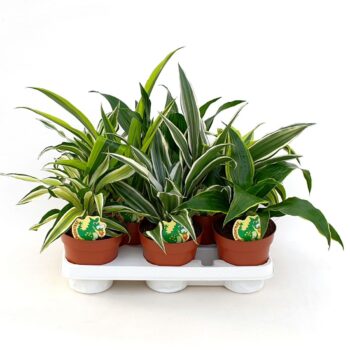 Dracaena mix