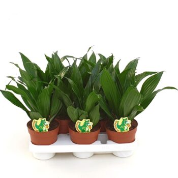 Dracaena Green Jewel