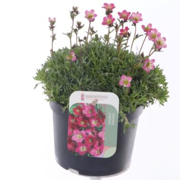 Saxifraga arendsii Peter Pan