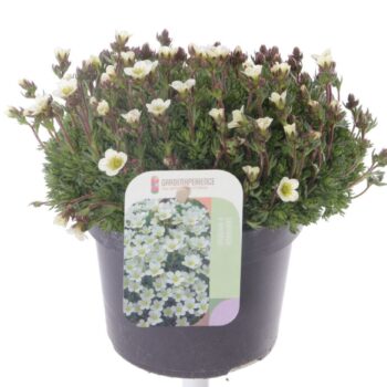 Saxifraga Pixie White