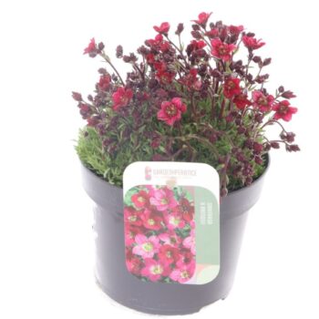 Saxifraga Touran Deep Red