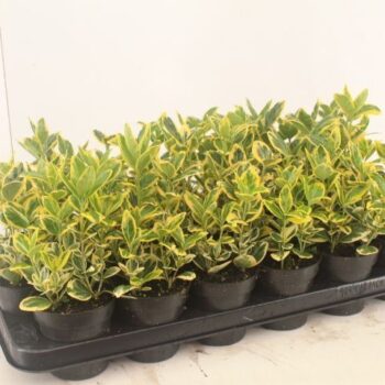 Euonymus jap. Marieke