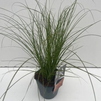 Carex Prairy Fire