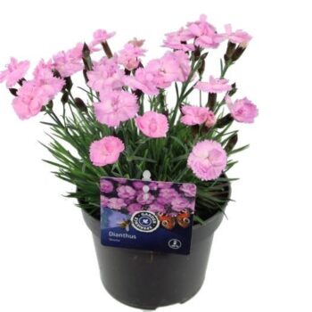 Dianthus Dinetta