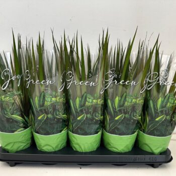 Dracaena Marginata Tip