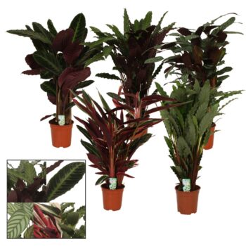 Calathea Mix