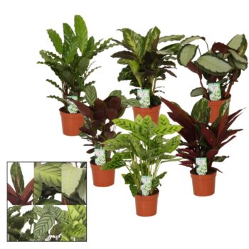 Calathea mix