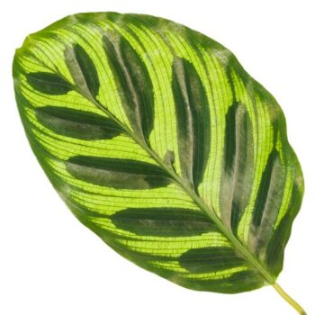 Calathea Makoyana