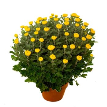 Chrysanthemum Geel