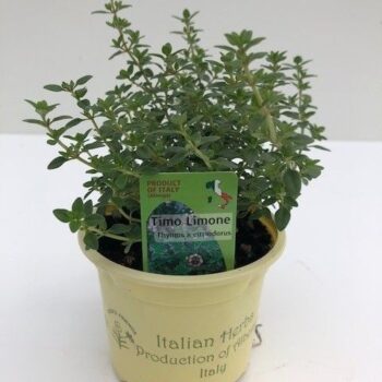 Thymus citriodorus