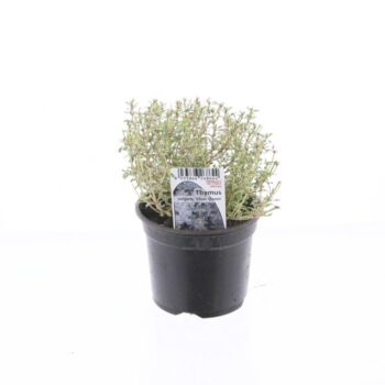 Thymus Silver Queen