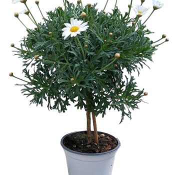 Argyranthemum frutescens "op stam" - WIT