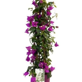 Bougainvillea Alexandra "Pyramide"
