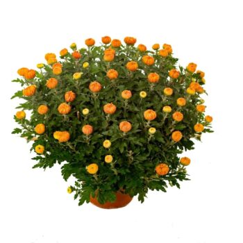 Chrysanthemum Oranje
