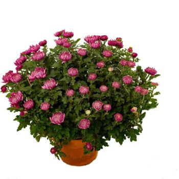 Chrysanthemum Paars