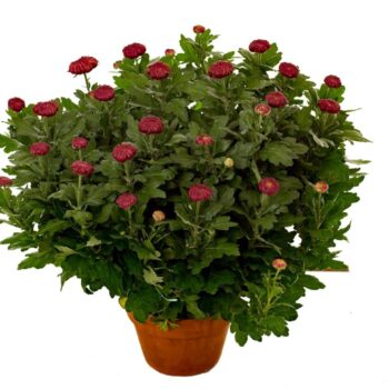 Chrysanthemum rood