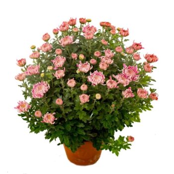 Chrysanthemum Roze
