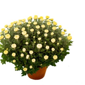 Chrysanthemum Wit