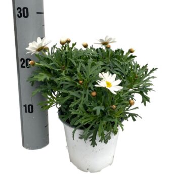 Argyranthemum frutescens "struik" - WIT