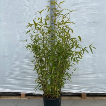 Phyllostachys aurea