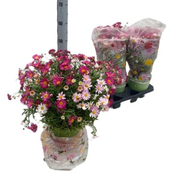 Argyranthemum Frutescens "tricolor"