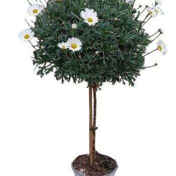 Argyranthemum Frutescens "op stam" - WIT