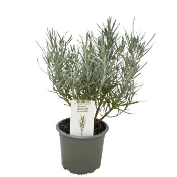 Helichrysum italicum