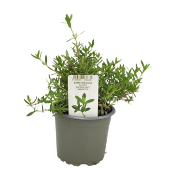 Satureja montana