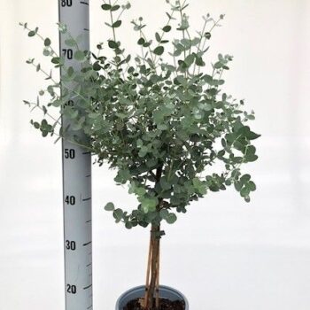 Eucalyptus gunnii stam