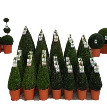 Buxus sempervirens concept B7
