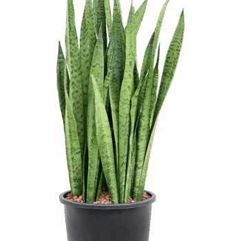 Sansevieria zeylanica Tuff