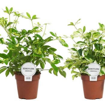 Schefflera Mix Vertakt