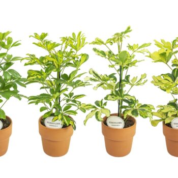 Schefflera Mix in Terracotta Oranje