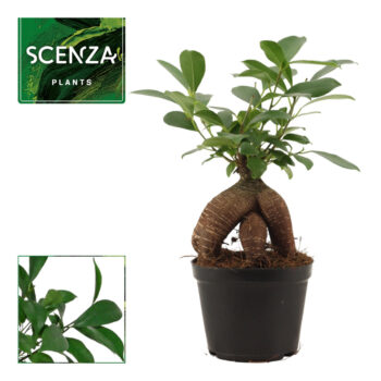 Ficus Ginseng
