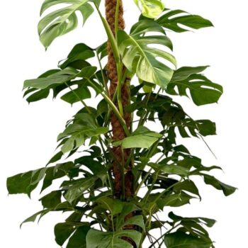 Monstera 150cm
