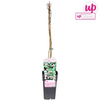 Actinidia kolomikta P15