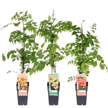 Campsis mix tray geent P15