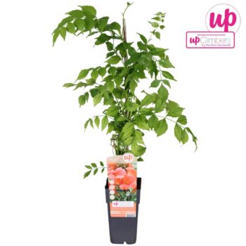 Campsis radicans Flamenco (geënt) P15