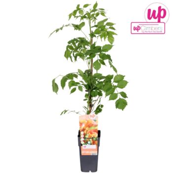 Campsis x tag Madame Galen (geënt) P15