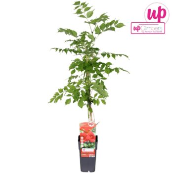 Campsis radicans P15