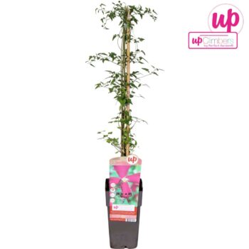 Clematis viticella 'Madame Julia Correvon'