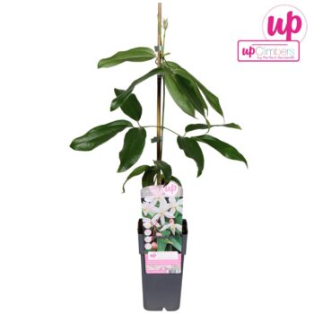 Clematis armandii Apple Blossom P15