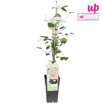 Clematis Guernsey Cream P15