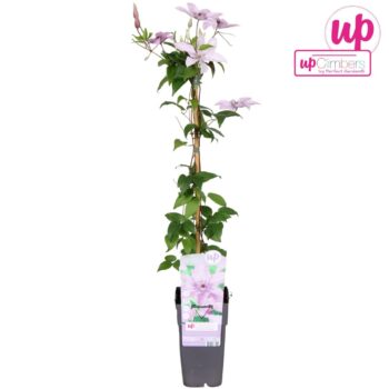 Clematis Hagley Hybrid P15