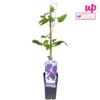 Clematis Jackmanii P15