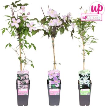 Clematis montana mix